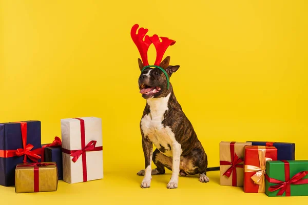 Purebred staffordshire bull terrier in headband with deer horns near wrapped presents on yellow background — Stock Photo