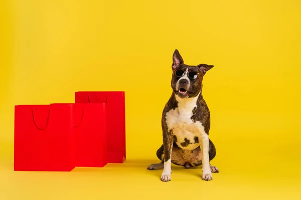 Purebred staffordshire bull terrier in stylish sunglasses sitting near red shopping bags on yellow — Stock Photo