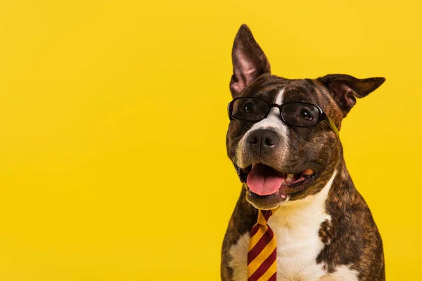 Purebred staffordshire touro terrier em óculos elegantes e gravata isolada em amarelo — Fotografia de Stock