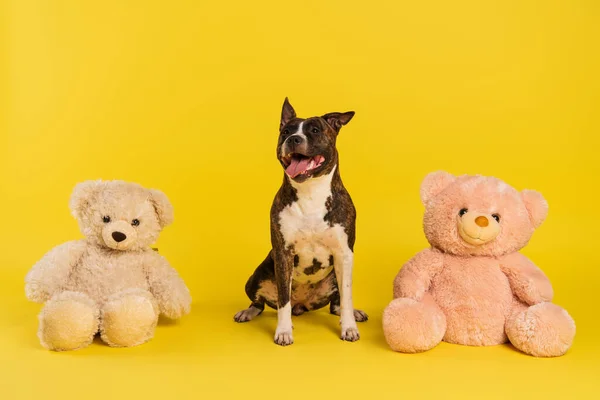 Purebred staffordshire bull terrier sitting near soft toys on yellow — Stock Photo