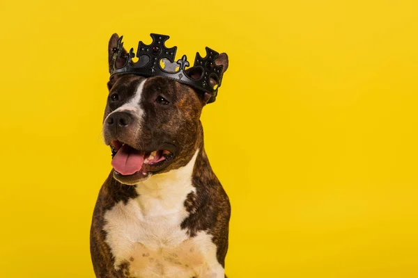 Purebred staffordshire bull terrier in crown isolated on yellow — Stock Photo