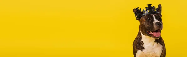 Purosangue staffordshire bull terrier in corona isolato su giallo, banner — Foto stock