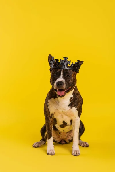 Purebred staffordshire bull terrier in crown sitting on yellow — Stock Photo