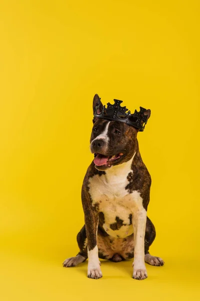 Purebred staffordshire bull terrier in royal crown sitting on yellow — Stock Photo