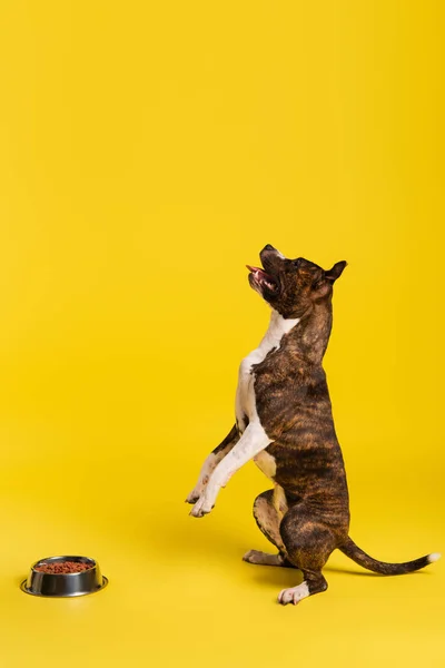 Purebred staffordshire bull terrier standing up near bowl with pet food on yellow — Stock Photo
