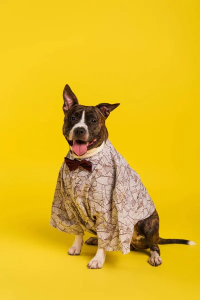 Purebred staffordshire bull terrier in cape with bow tie sitting on yellow — Stock Photo