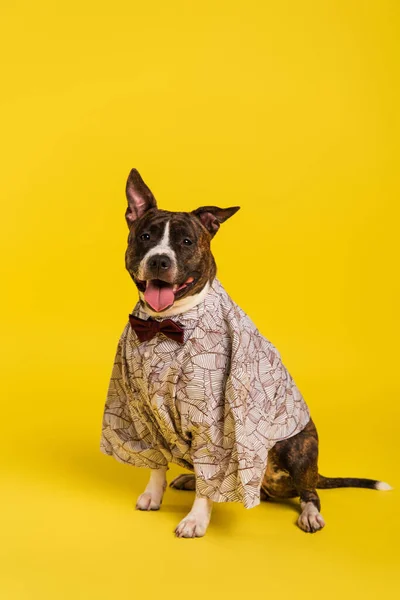 Puro staffordshire touro terrier em capa com gravata borboleta sentado em amarelo — Fotografia de Stock