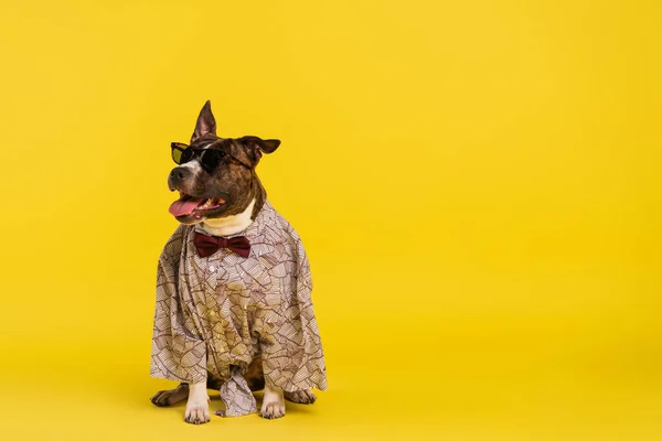 Reinrassiger Staffordshire Bullterrier in Umhang mit Fliege und stylischer Sonnenbrille sitzt auf gelb — Stockfoto