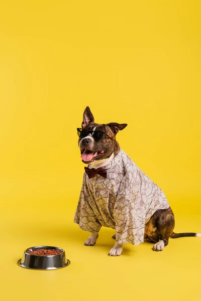 Purebred staffordshire bull terrier in cape with bow tie and stylish sunglasses sitting near bowl with pet food on yellow — Stock Photo