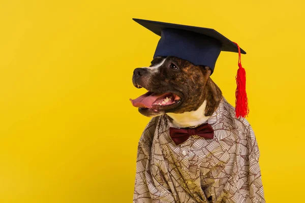 Purebred staffordshire bull terrier in cape with bow tie and graduation cap isolated on yellow — Stock Photo