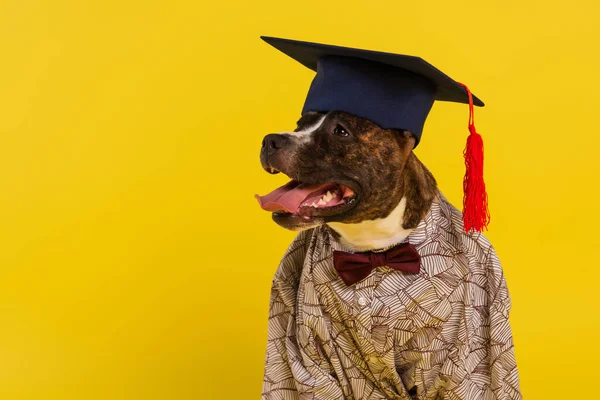 Reinrassiger Staffordshire Bullterrier in Umhang mit Fliege und Abschlussmütze isoliert auf gelb — Stockfoto