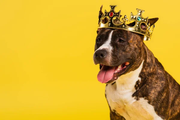 Purebred staffordshire bull terrier in golden crown isolated on yellow — Stock Photo