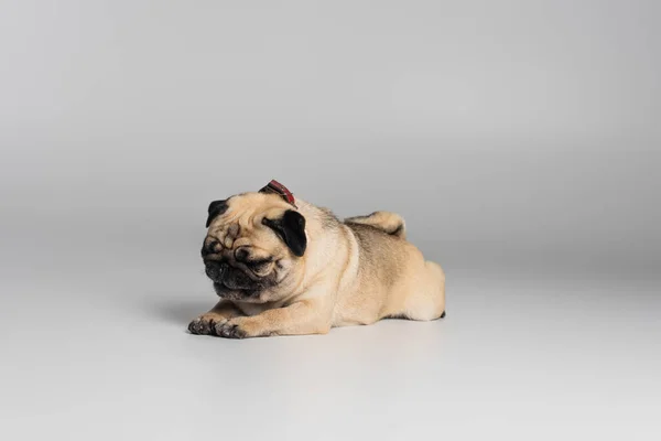 Cute pug dog with wrinkles lying while resting on grey background — Stock Photo
