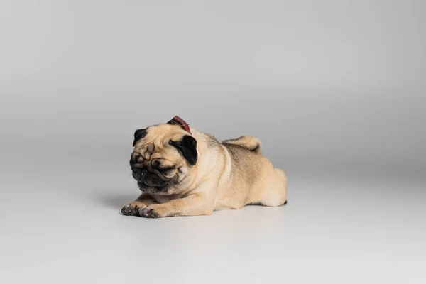 Bonito pug cão com rugas deitado enquanto descansa sobre fundo cinza — Fotografia de Stock