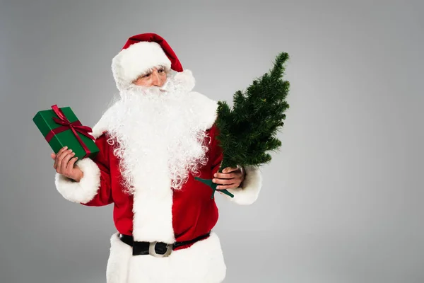 Санта-Клаус держит подарочную коробку и смотрит на маленькую ель, изолированную на сером — стоковое фото