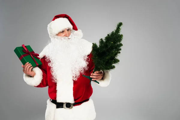 Santa Claude tenant boîte cadeau et regardant petit sapin isolé sur gris — Photo de stock