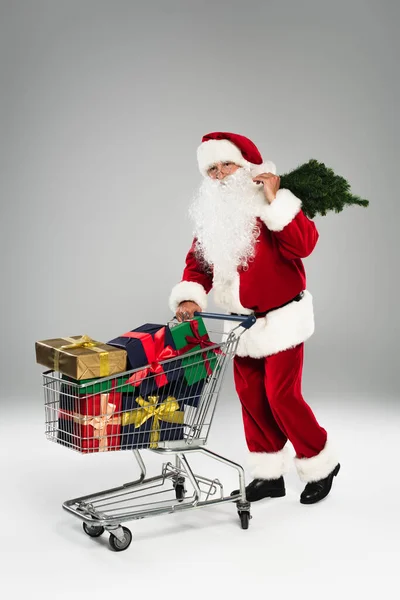 Санта-Клаус держит маленькую сосну возле подарков в корзине на сером фоне — стоковое фото