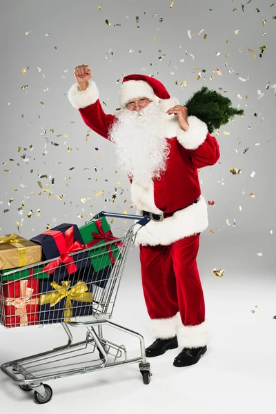 Emocionado Santa Claus sosteniendo pequeño abeto cerca del carrito de la compra con regalos y confeti sobre fondo gris - foto de stock