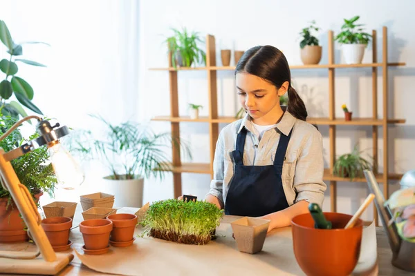 Chica preadolescente en delantal de pie cerca de plantas y macetas en la mesa en casa - foto de stock