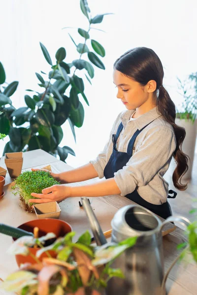 Preteen girl holding microgreen near blurred flowerpots and watering can at home — Stock Photo