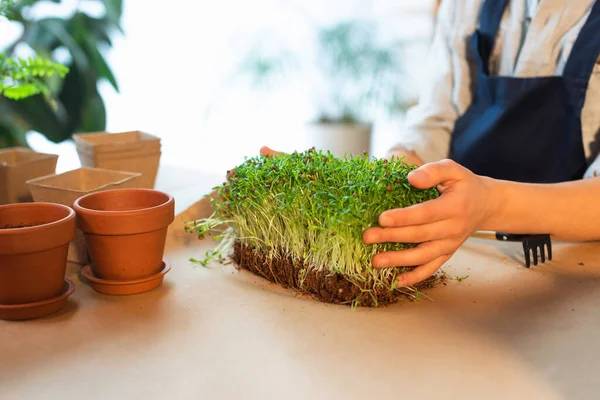Cropped view of girl holding microgreen plants near flowerpots at home — Stock Photo