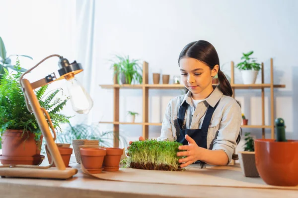 Preteen girl touching microgreen plants near blurred lamp and flowerpots at home — Stock Photo