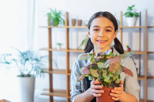 Chica preadolescente sonriendo a la cámara y sosteniendo la planta en casa - foto de stock