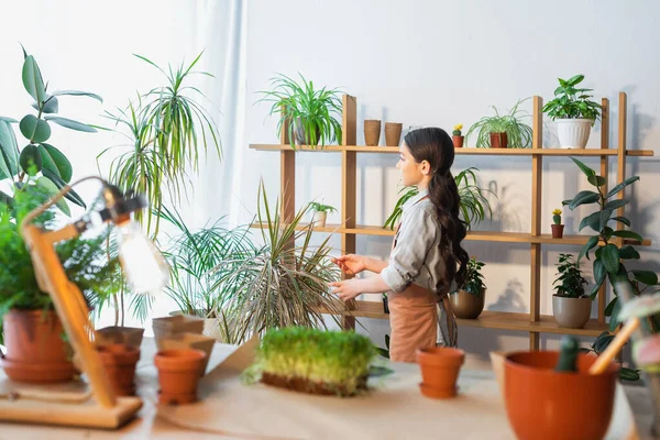 Side view of preteen girl in apron touching plant at home — Stock Photo