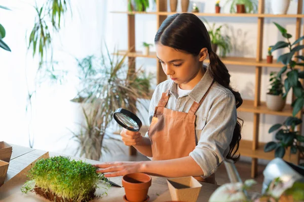 Preteen fille dans tablier tenant loupe près de microgreen plante à la maison — Photo de stock