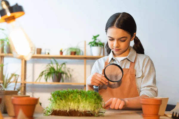 Criança em avental segurando lupa perto de planta microverde borrada em casa — Fotografia de Stock