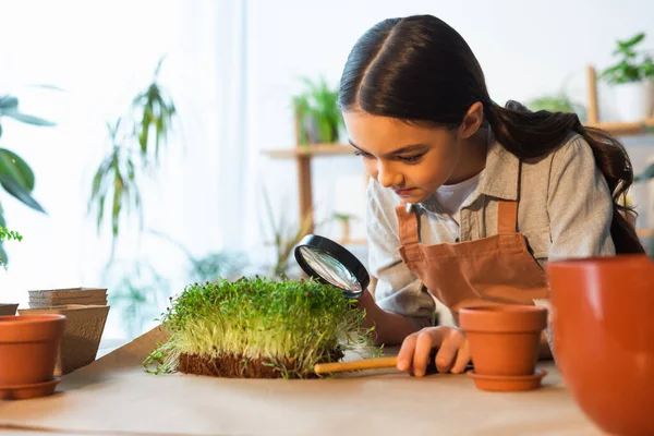 Kind in Schürze hält Lupe, während es die mikrogrüne Pflanze zu Hause betrachtet — Stockfoto