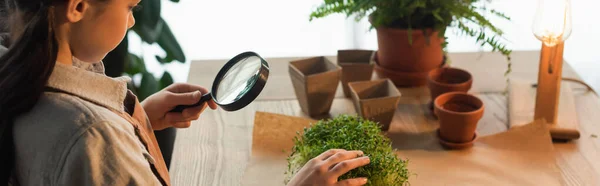 Vue latérale d'un enfant dans un tablier tenant une loupe et touchant une plante microverte à la maison, bannière — Photo de stock