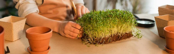 Vue recadrée de l'enfant plantant microgreen près des pots de fleurs et de la loupe à la maison, bannière — Photo de stock