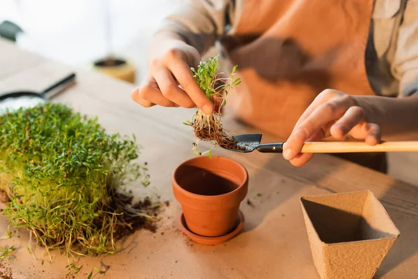 Cropped view of preteen child holding microgreen plant on gardening shovel at home — Stock Photo