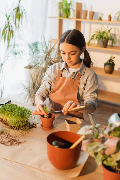 Kind pflanzt Mikrogrün mit Gartenschaufel zu Hause — Stockfoto