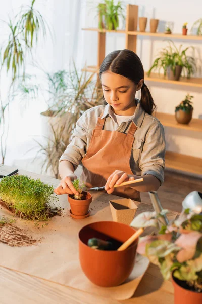 Child planting microgreen with gardening shovel at home — Stock Photo