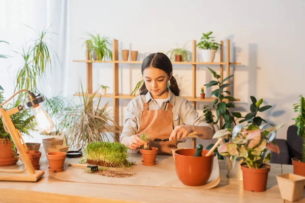 Niño preadolescente en delantal plantación de microgreen cerca de la lámpara y macetas en casa - foto de stock