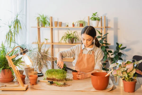 Chica preadolescente en delantal vertiendo tierra en maceta cerca de plantas verdes y lámpara en casa - foto de stock