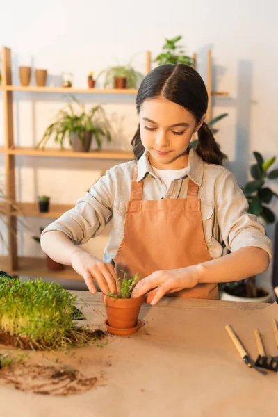 Kind pflanzt Mikrogrün in der Nähe verschwommener Gartengeräte zu Hause — Stockfoto