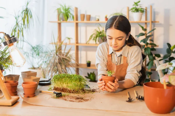 Kind in Schürze betrachtet Mikrogrün im Blumentopf in der Nähe von Gartengeräten zu Hause — Stockfoto