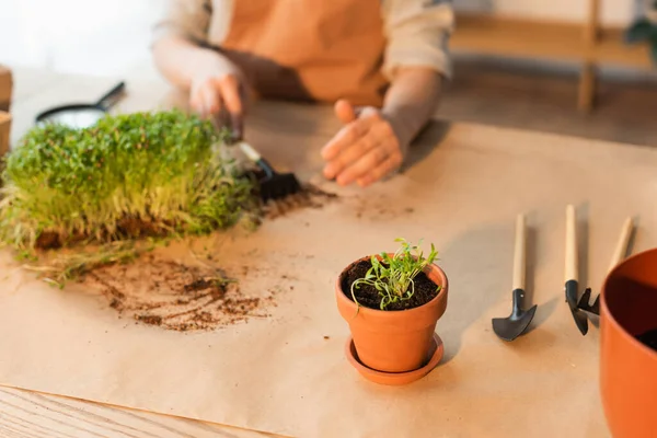 Vista cortada de microgreen em vaso perto de ferramentas de jardinagem e criança em casa — Fotografia de Stock