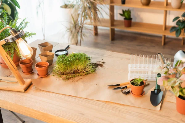 Ferramentas de jardinagem e plantas perto de tubos de ensaio de vidro na mesa em casa — Fotografia de Stock