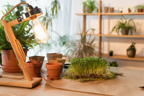 Лампа возле цветочных горшков и растений на столе в домашних условиях — стоковое фото