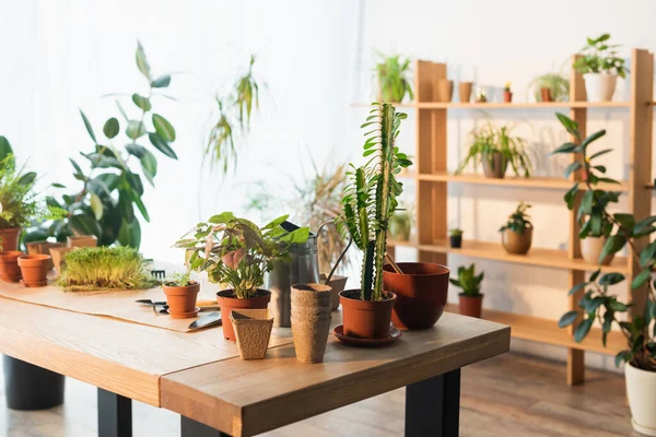 Macetas y plantas verdes cerca de herramientas de jardinería en casa - foto de stock