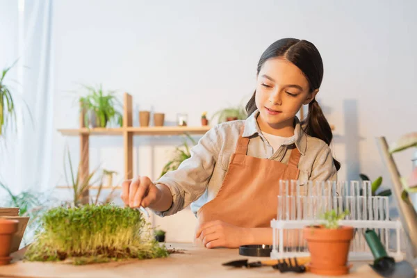 Kind in Schürze hält Pinzette in der Nähe von Pflanzen und Reagenzgläsern zu Hause — Stockfoto