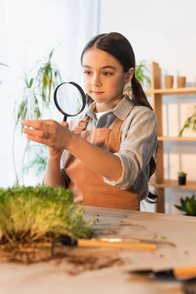 Preteen child holding magnifying glass and test tube near blurred microgreen plant at home — Stock Photo
