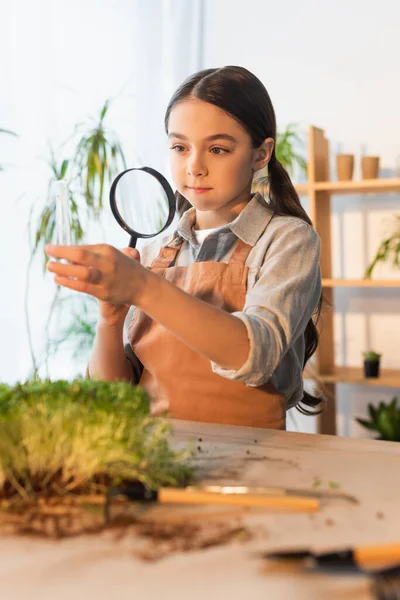 Preteen criança segurando lupa e tubo de ensaio perto de planta microverde borrada em casa — Fotografia de Stock