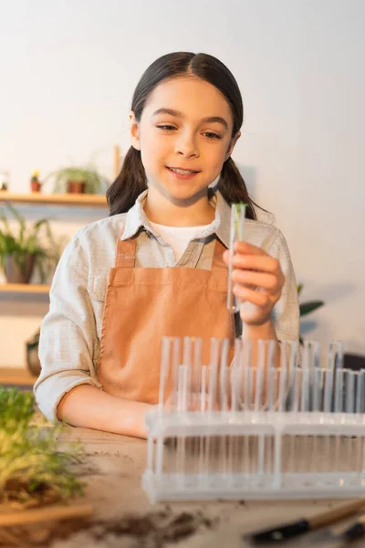 Smiling girl in apron holding blurred test tube near plant at home — Stock Photo