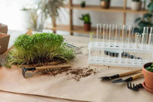 Provette vicino a microgreen e attrezzi da giardinaggio a casa — Foto stock