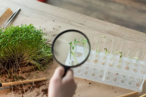 Vue recadrée de l'enfant tenant une loupe près des éprouvettes avec des plantes à la maison — Photo de stock